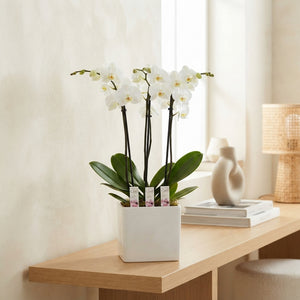 Phalaenopsis Orchid ‘Flower Power’ – 13cm Pot