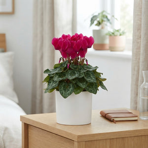 Mixed Cyclamen persicum – 12cm Pot, 25cm High