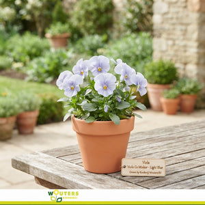 Mixed Viola Cornuta Bedding Plant – Approx. 10cm