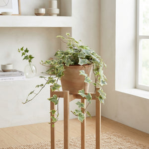 Mint Kolibri Ivy (Hedera helix) – 13cm Pot