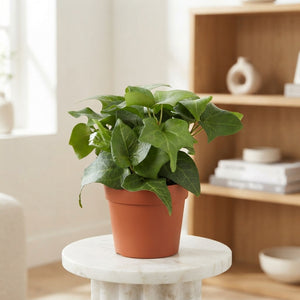 Green English Ivy (Hedera helix) – 9cm Pot