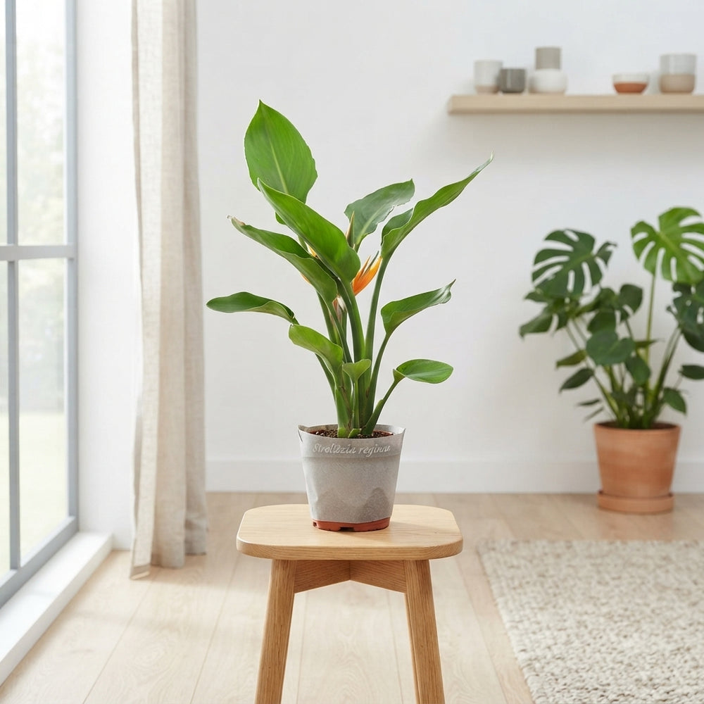 Bird of Paradise Plant (Strelitzia reginae) – 12cm Pot