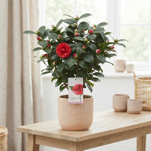 Camellia japonica ‘Lady Campbell’ – 15cm Pot