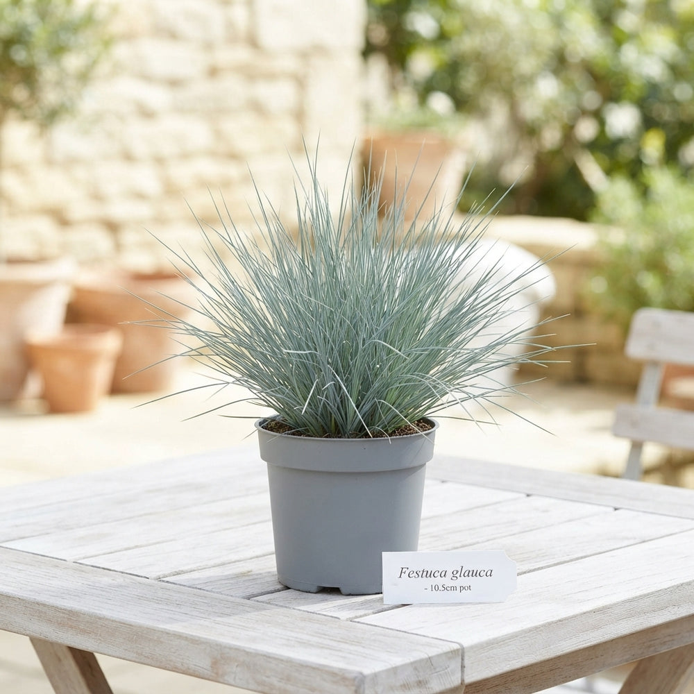 Mixed Ornamental Grasses – 10.5cm Pot