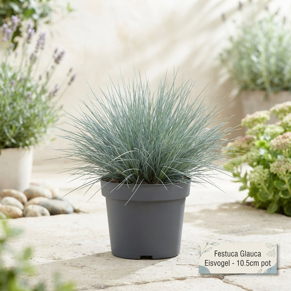 Blue Fescue Grass (Festuca glauca ‘Eisvogel’) – 10.5cm Pot