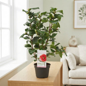 Camellia japonica ‘Dr King’ – 15cm Pot