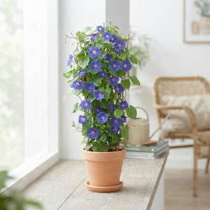 Ipomoea Flowering Houseplant – 10.5cm Pot