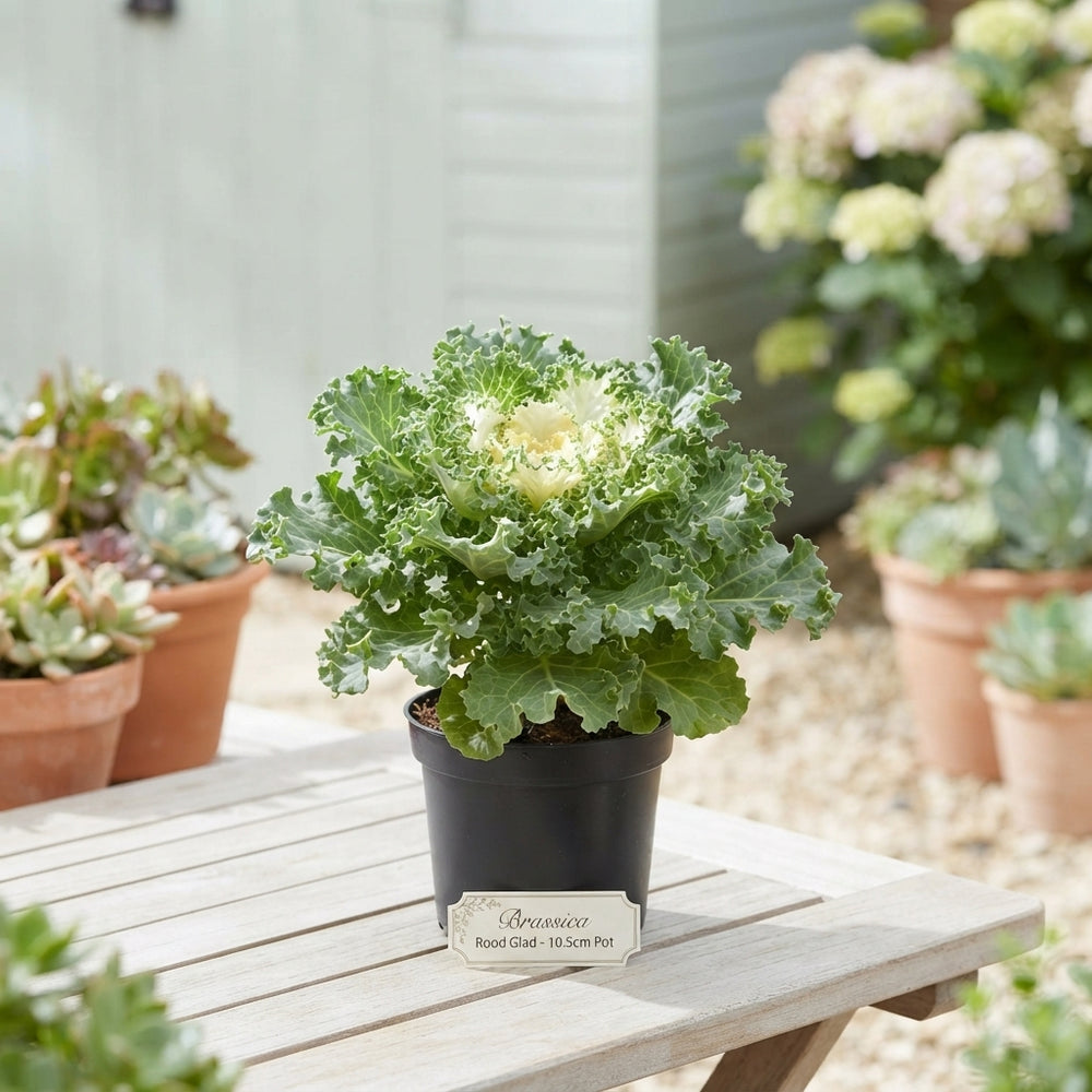 Brassica Rood Glad Ornamental Plant – 10.5cm Pot