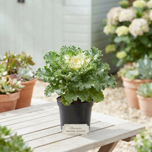 Brassica Rood Glad Ornamental Plant – 10.5cm Pot