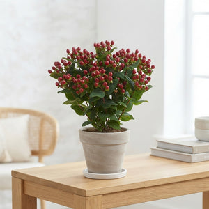 Hypericum ‘Miracle Mix’ – 17cm Pot, 45cm High