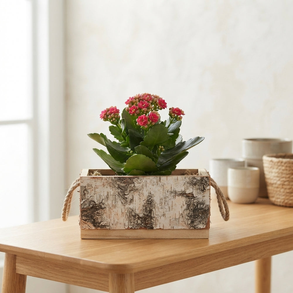 Outdoor Birch Arrangement in Rectangular Wooden Box – 36cm
