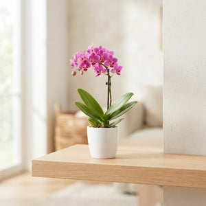 Mixed Phalaenopsis Orchid – 2 Stem, 7cm Pot