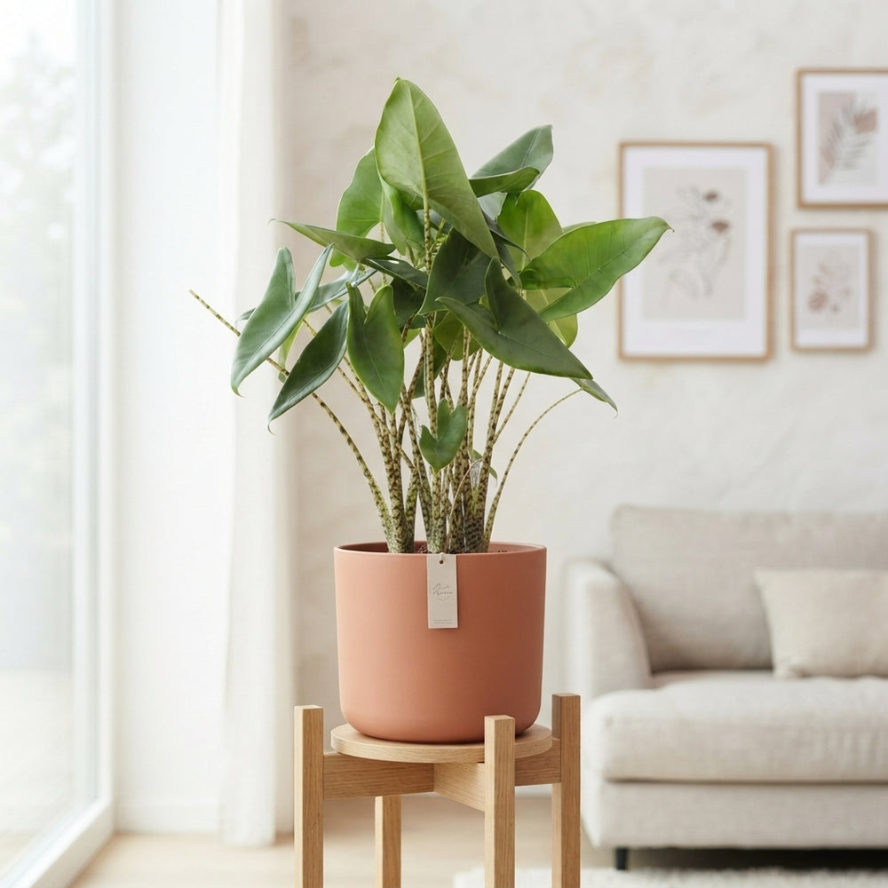 Alocasia Zebrina – 17cm Pot, Approx. 80cm High