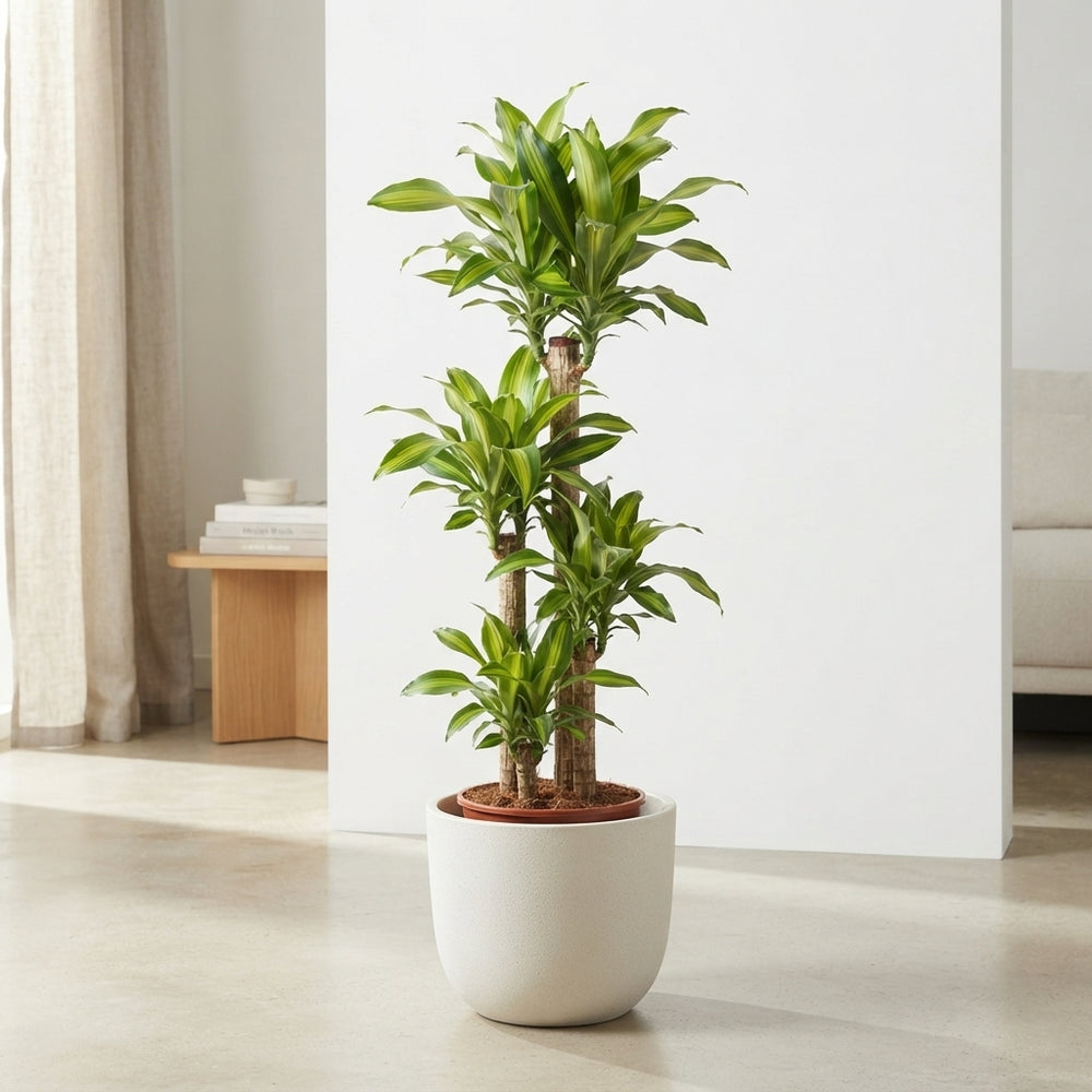 Dracaena Massangeana Dragon Tree – 37cm Pot, 200cm