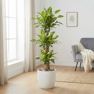Dracaena Massangeana Cane Plant – 34cm Pot, 180cm