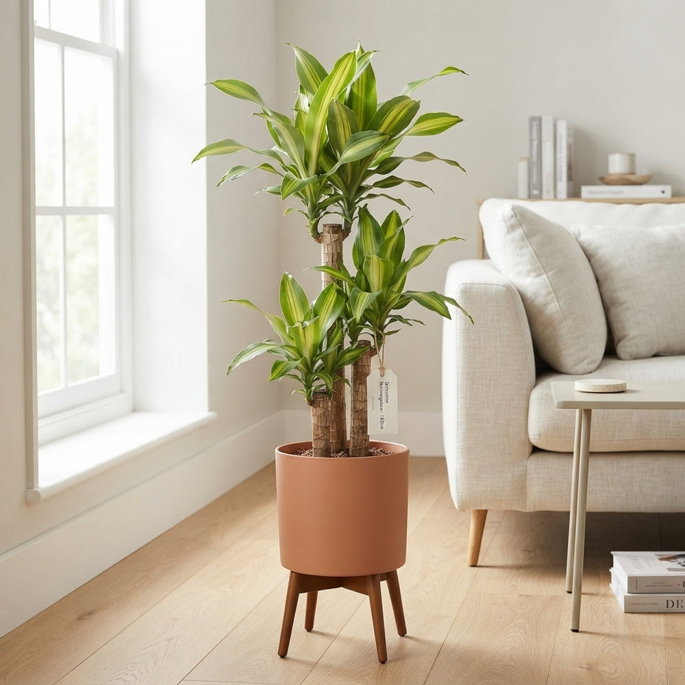 Dracaena Massangeana ‘Corn Plant’ – 27cm Pot, 140cm