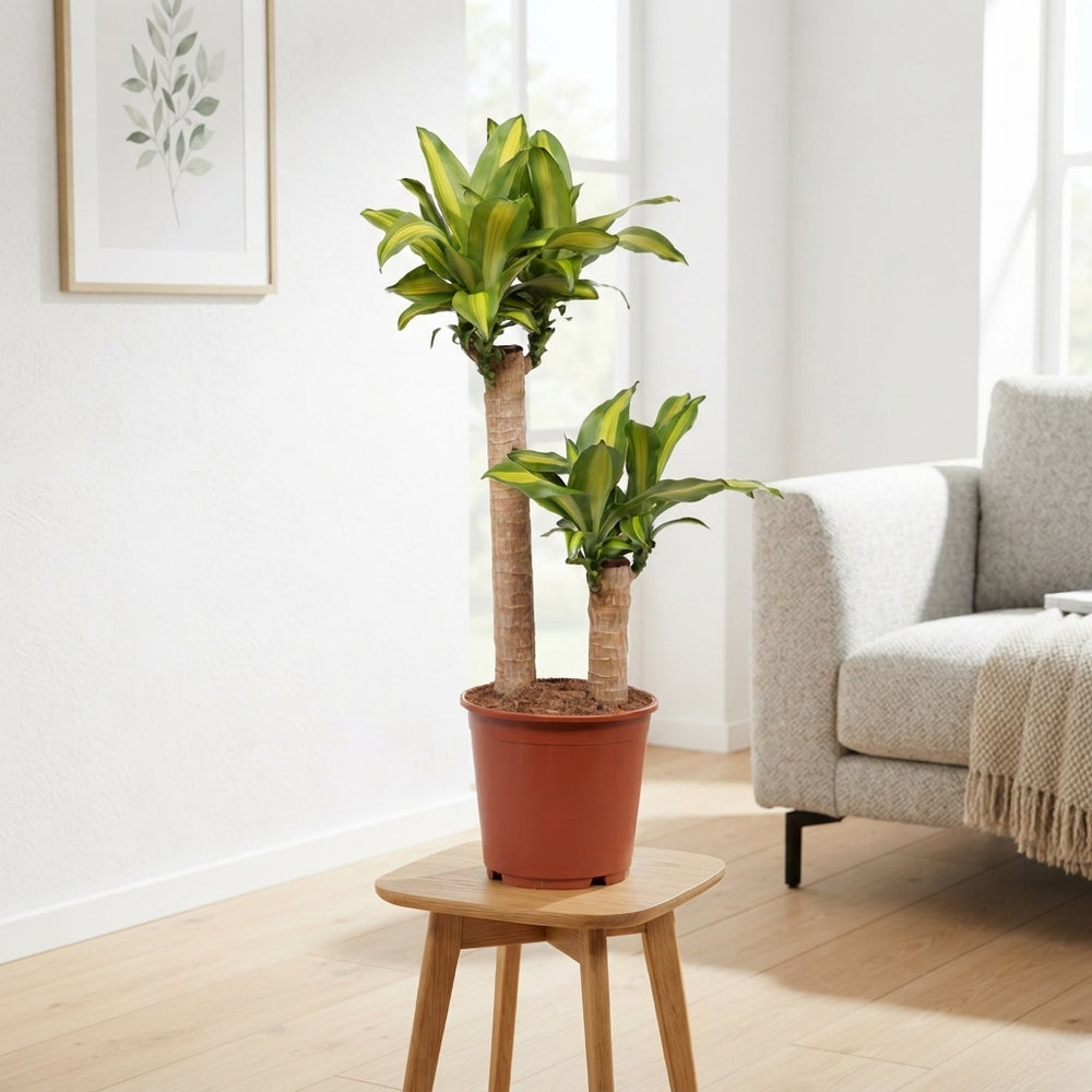 Dracaena Massangeana Corn Plant – 24cm Pot, 90cm High