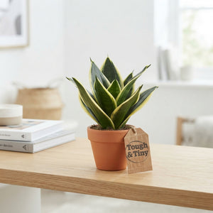 Bird’s Nest Snake Plant (Sansevieria hahnii) – 6cm Pot