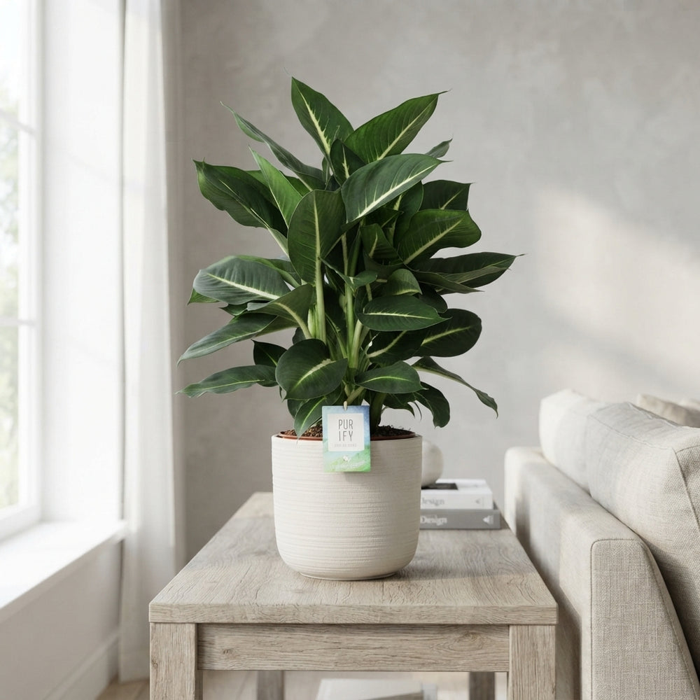 Dieffenbachia ‘Green Magic’ – 24cm Pot, 80cm Tall