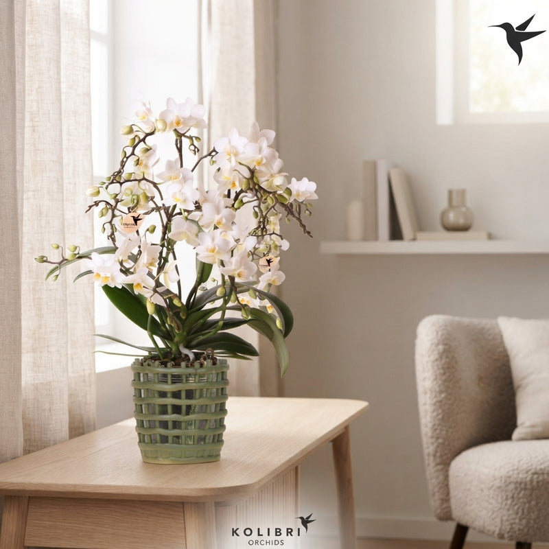White Phalaenopsis Orchid ‘Kolibri Wild White’ – 9cm Pot