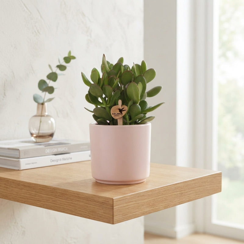 Mixed Succulent Collection – 12cm Ceramic Scandic Pot