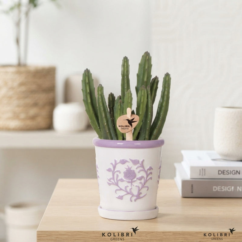 Stapelia leendertziae Succulent in Ceramic Flare Pot – 9cm