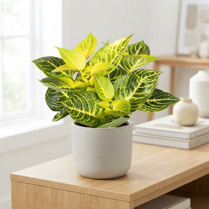 Rich Gold Star Iresine – 13cm Pot