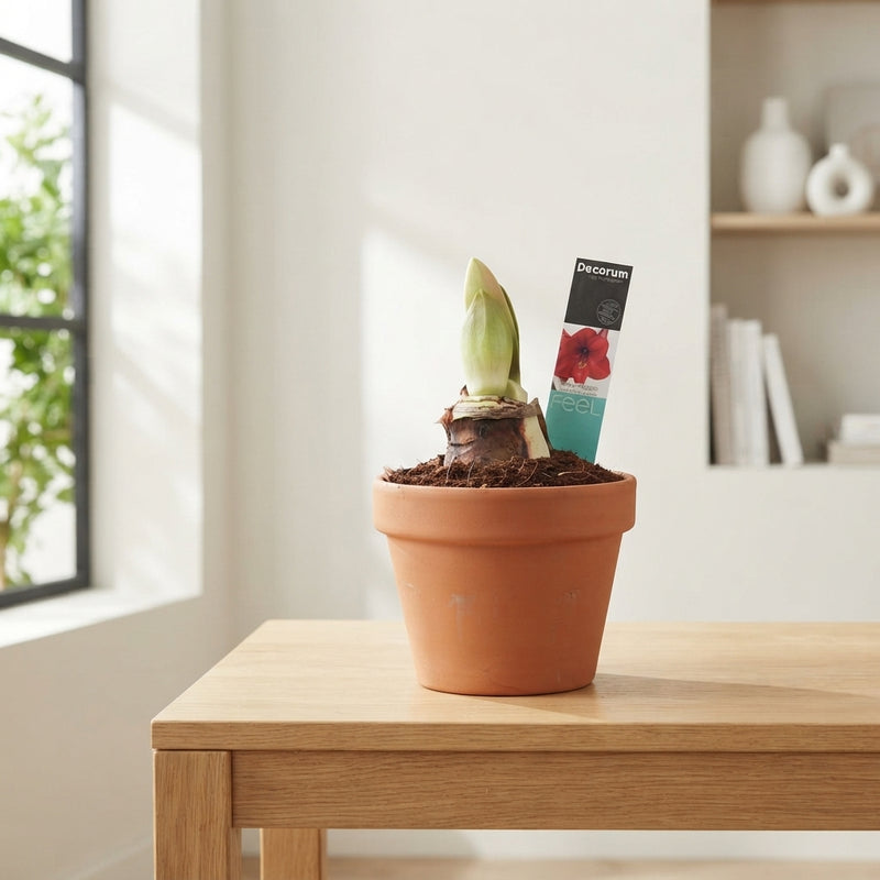 Royal Red Hippeastrum (Amaryllis) – 17cm Ceramic Pot