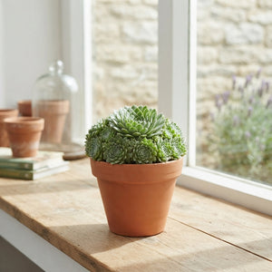 Sempervivum Tectorum Houseleek – 12cm Pot