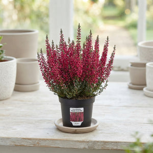 Erica gracilis ‘Beauty Queen’ – 10.5cm Pot