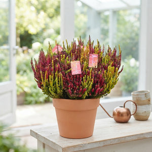 Mixed Calluna Vulgaris Heather – 17cm Pot