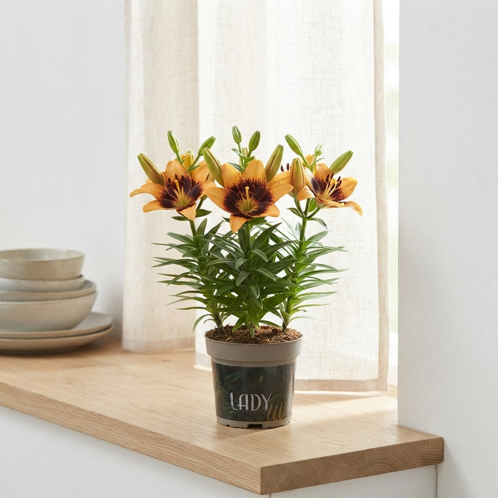 Asiatic Lily ‘Tiny Nugget’ – 13cm Pot
