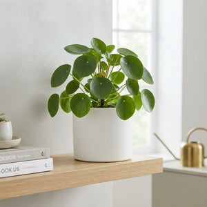 Chinese Money Plant (Pilea peperomioides) – 20cm Pot