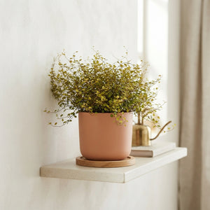 Golden Maidenhair Vine (Muehlenbeckia complexa) – 13cm Pot