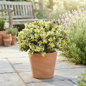 Large Variegated Hebe – 26cm Pot