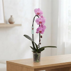 Pink Phalaenopsis Orchid – 12cm Pot, 60cm Height