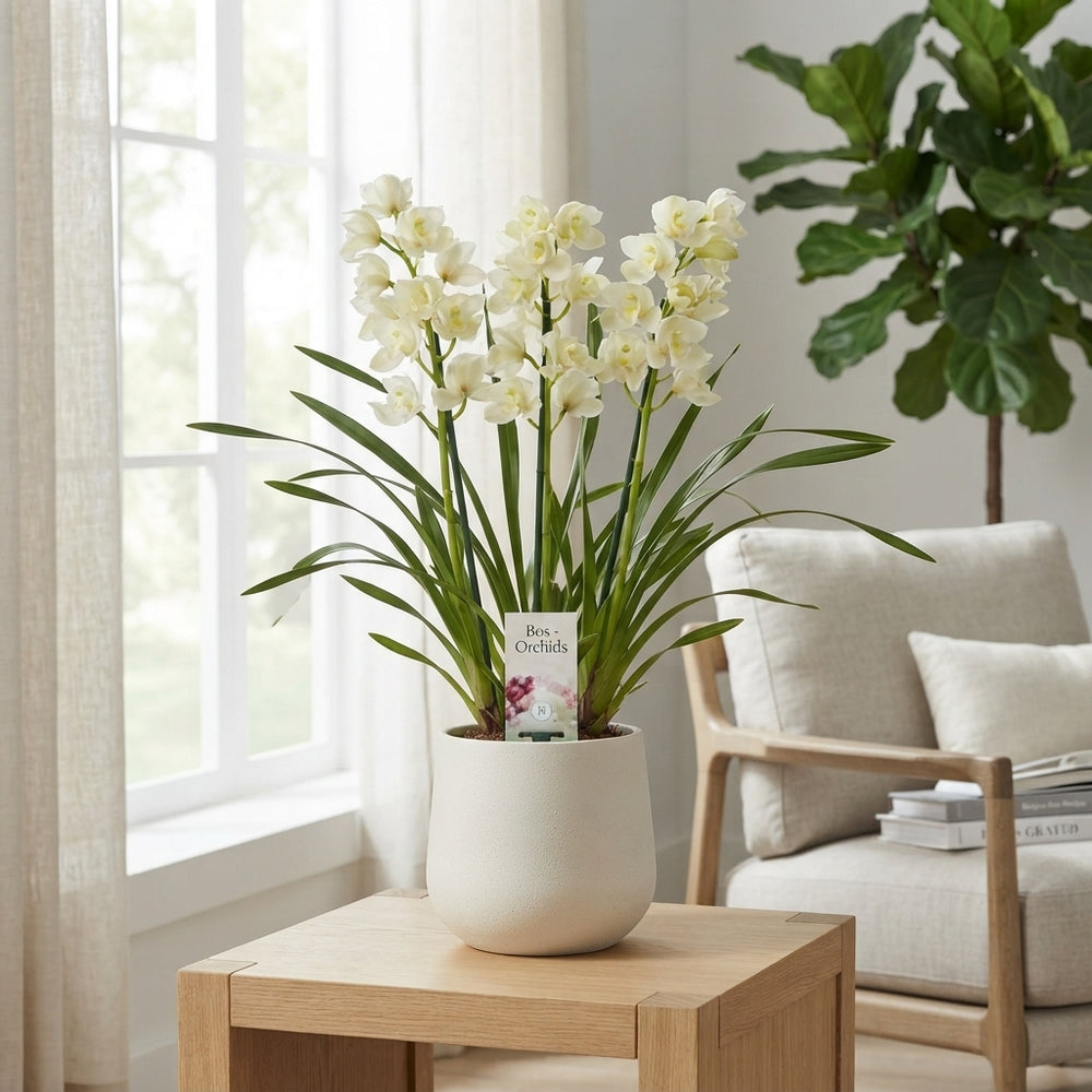 White Cymbidium Orchid – 14cm Pot, 50cm High