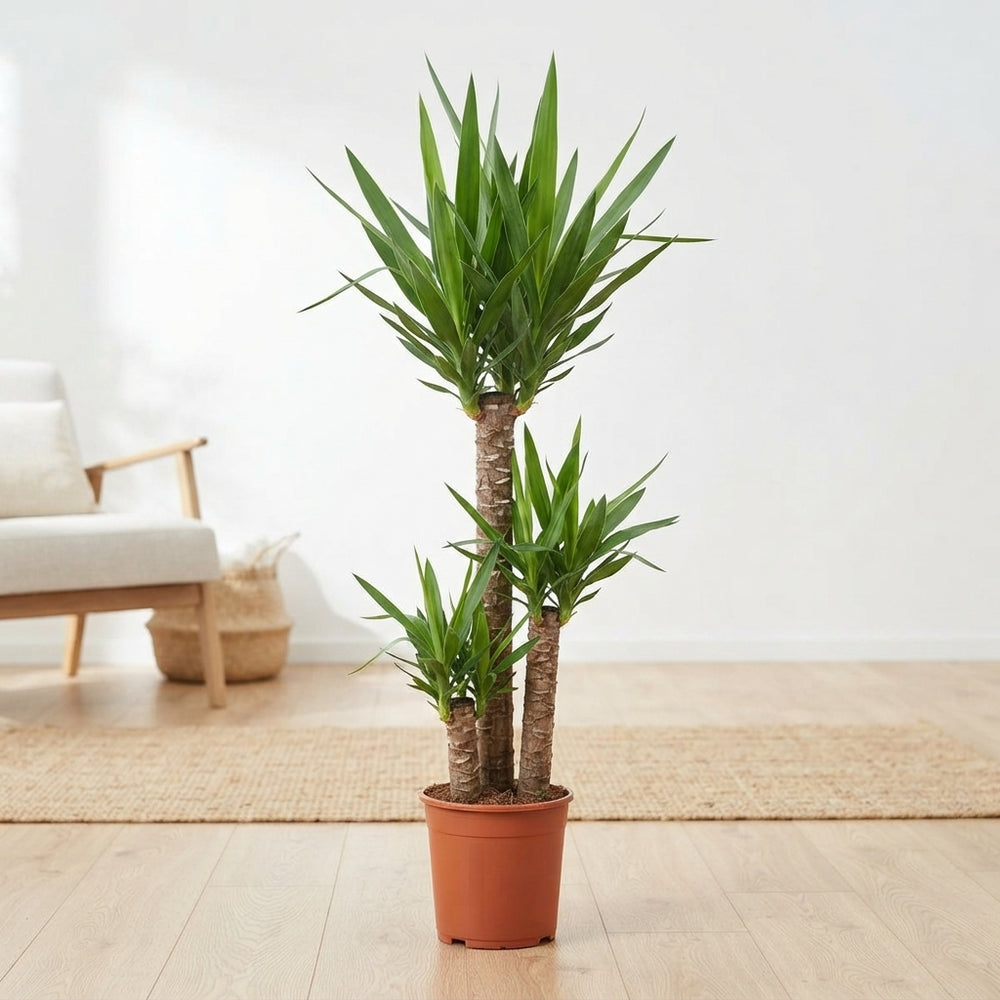 Yucca Houseplant (Yucca) – 24cm Pot, 155cm High