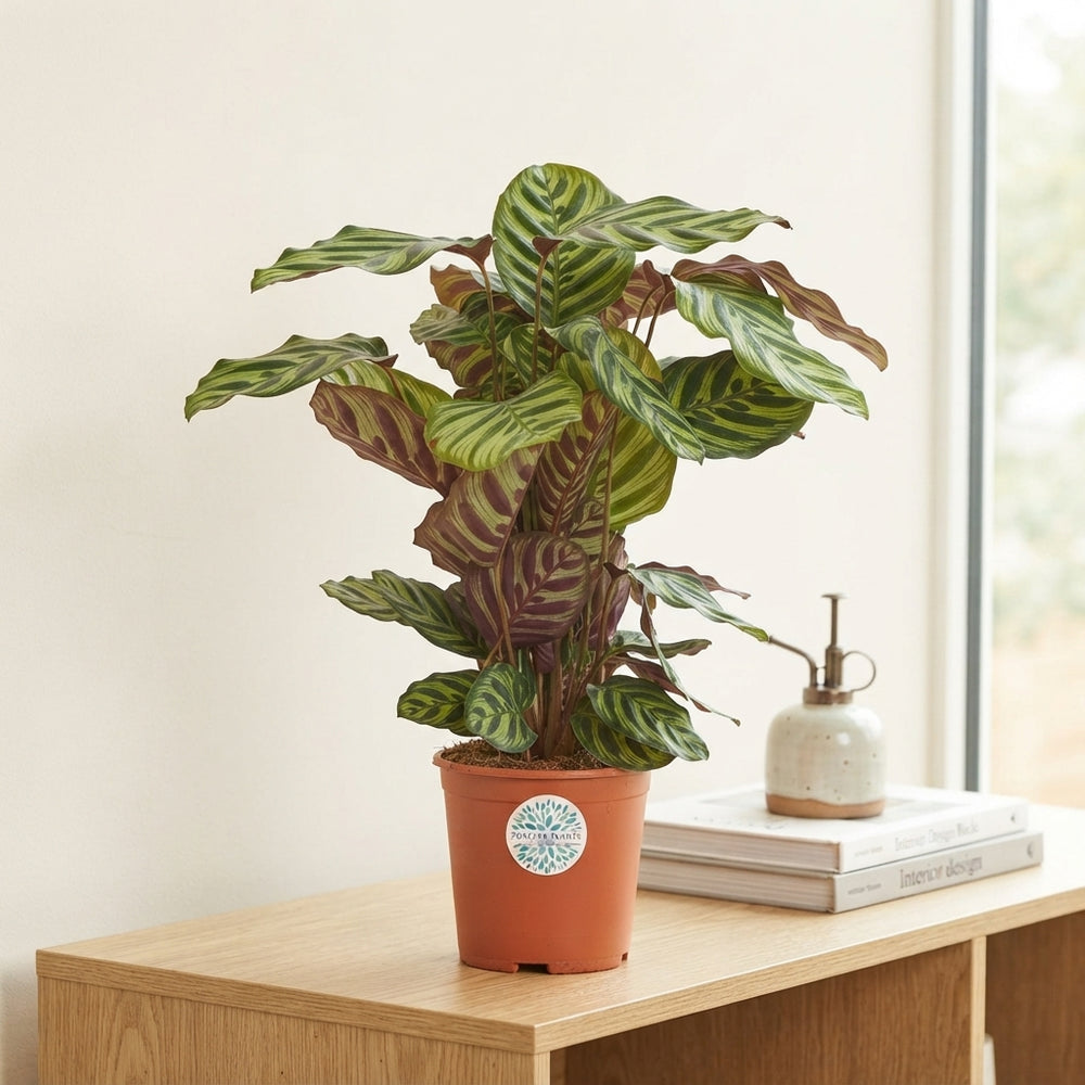Peacock Plant (Calathea makoyana) – 21cm Pot