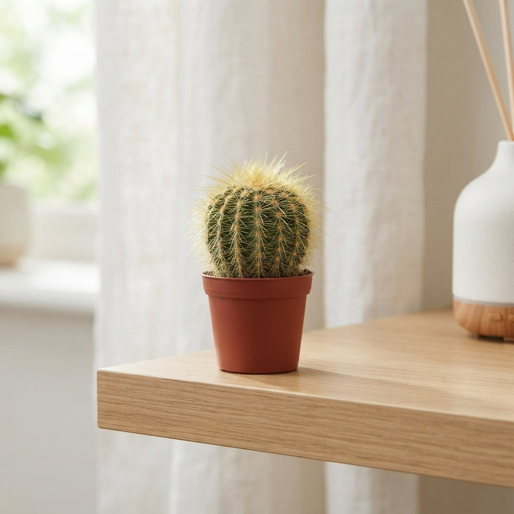 Mixed Cactus Collection – 5.5cm Pot