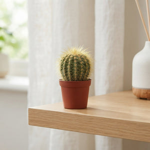Mixed Cactus Collection – 5.5cm Pot