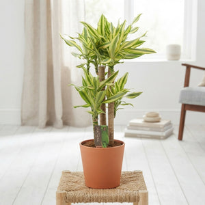 Dracaena Yellow Coast – 17cm Pot, 75cm High