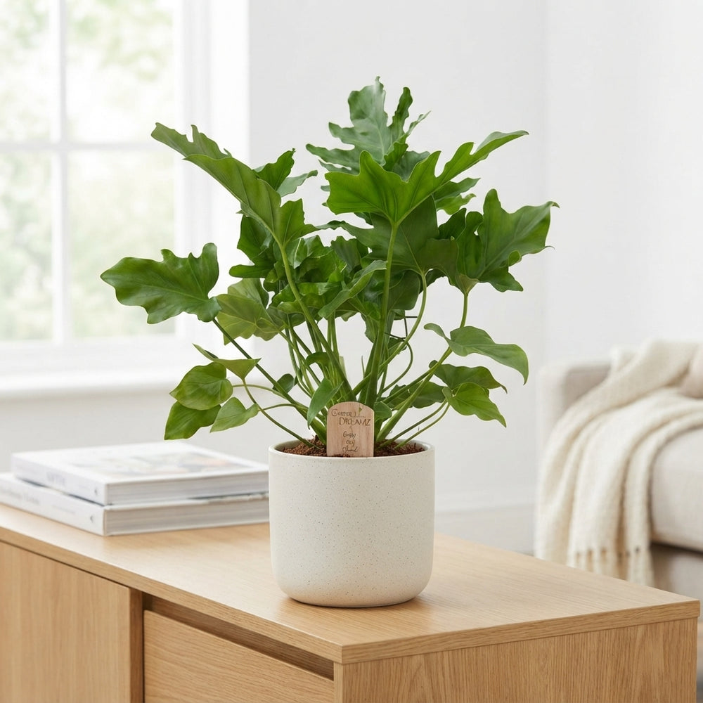 Philodendron ‘Phil Hope’ – 21cm Pot, 85cm Height