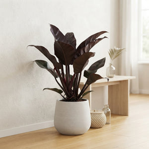 Philodendron Imperial Red – 24cm Pot, 90cm High