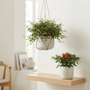 Green and Red Garden Plant – 50cm Pot