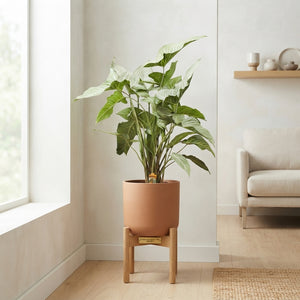 Xanthosoma lindenii ‘Mint’ – 24cm Pot, 120cm Height