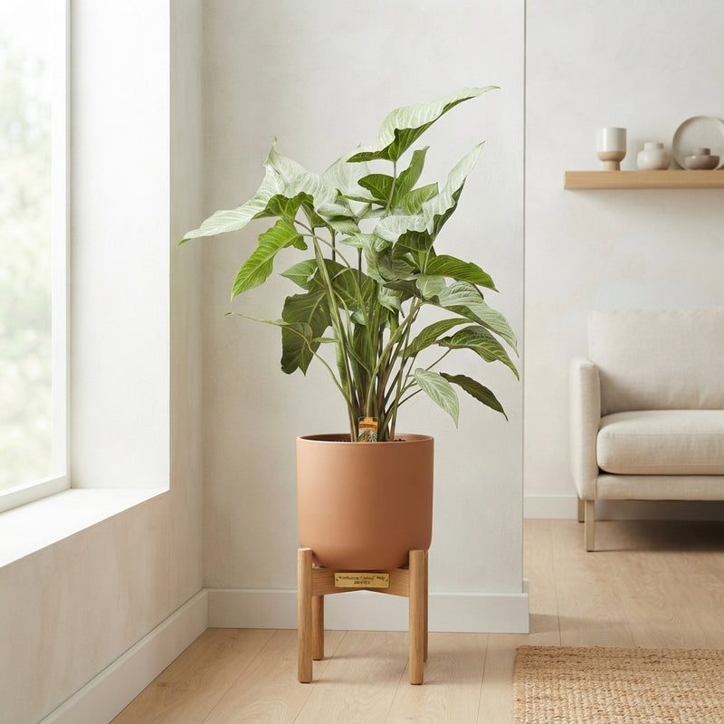 Xanthosoma lindenii ‘Mint’ – 24cm Pot, 120cm Height
