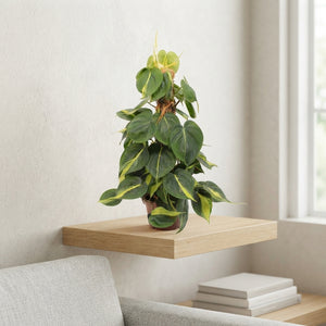 Philodendron scandens ‘Brasil’ – 15cm Pot, 50cm