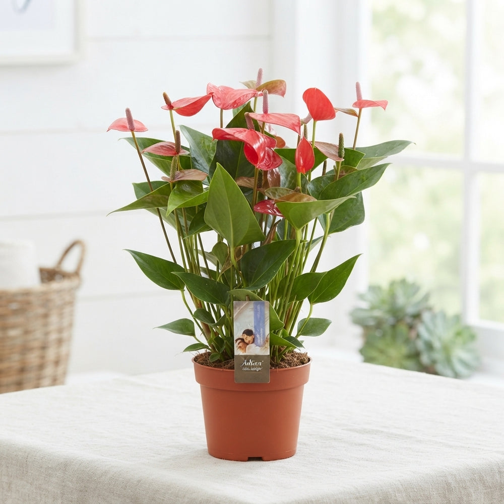 Anthurium 'Adios Delight' – 17cm Pot