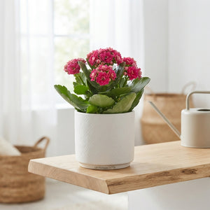 Double-Flowered Kalanchoe – 15cm Pot